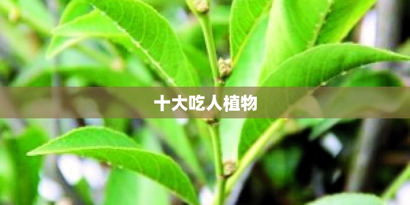 十大吃人植物 十大吃人植物