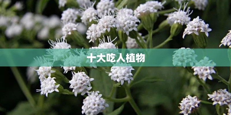 十大吃人植物 十大吃人植物