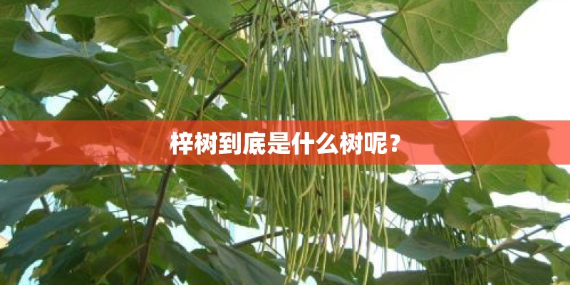 梓树到底是什么树呢？