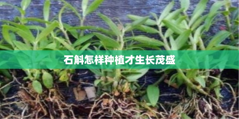 石斛怎样种植才生长茂盛