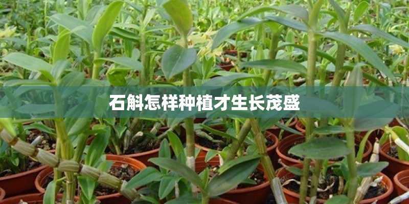 石斛怎样种植才生长茂盛 石斛怎样种植才生长茂盛