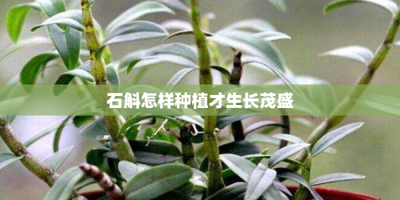 石斛怎样种植才生长茂盛 石斛怎样种植才生长茂盛