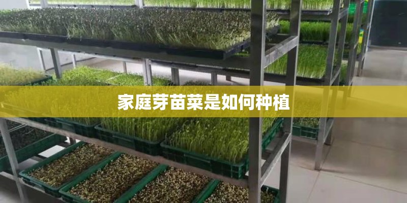 家庭芽苗菜是如何种植