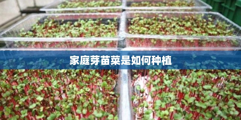 家庭芽苗菜是如何种植