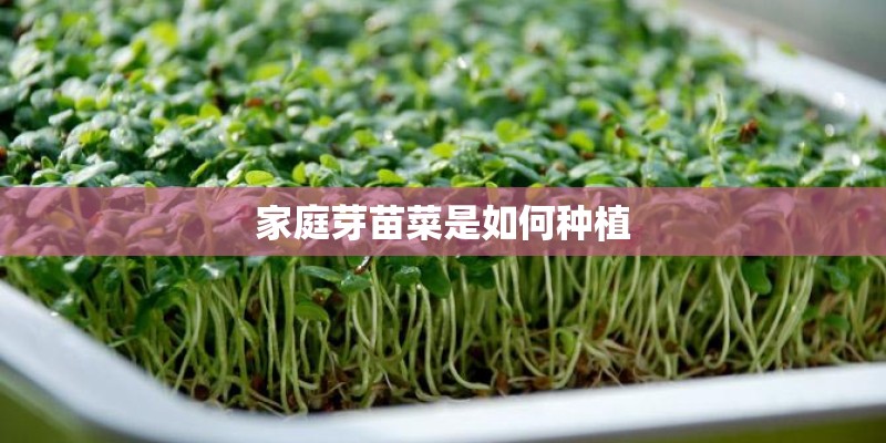 家庭芽苗菜是如何种植