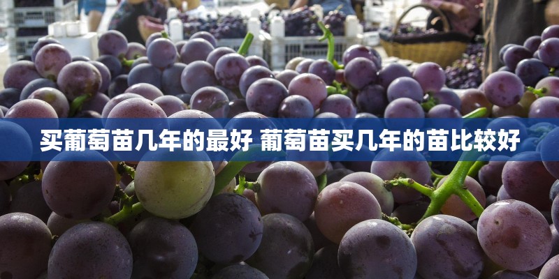 买葡萄苗几年的最好 葡萄苗买几年的苗比较好