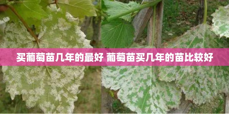 买葡萄苗几年的最好 葡萄苗买几年的苗比较好