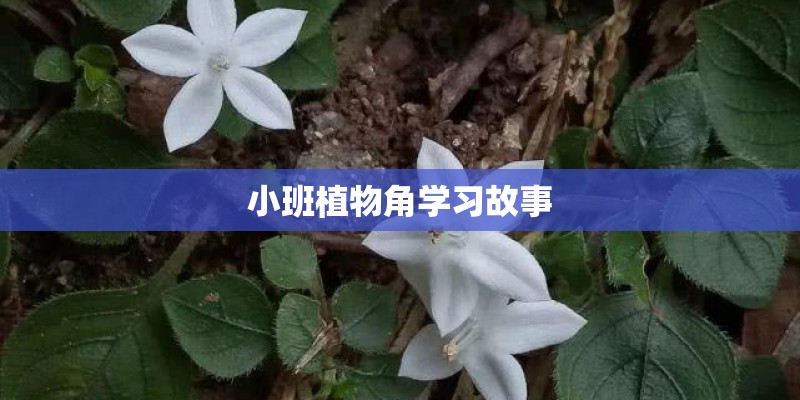 小班植物角学习故事