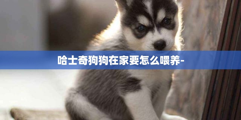 哈士奇狗狗在家要怎么喂养-