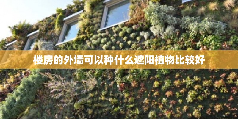 楼房的外墙可以种什么遮阳植物比较好 楼房的外墙可以种什么遮阳植物比较好
