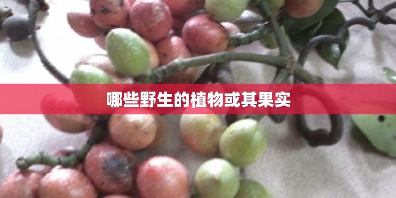 哪些野生的植物或其果实 哪些野生的植物或其果实