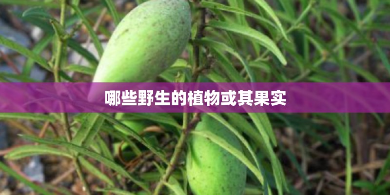 哪些野生的植物或其果实 哪些野生的植物或其果实