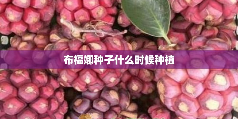 布福娜种子什么时候种植