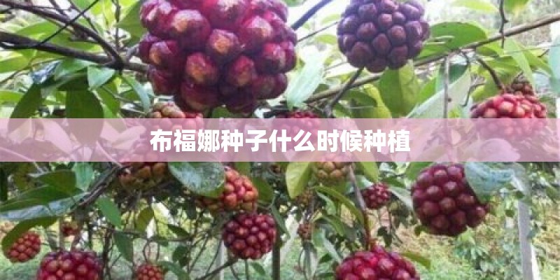 布福娜种子什么时候种植