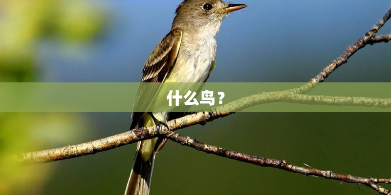 什么鸟? 什么鸟?