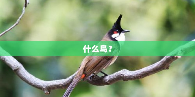 什么鸟? 什么鸟?