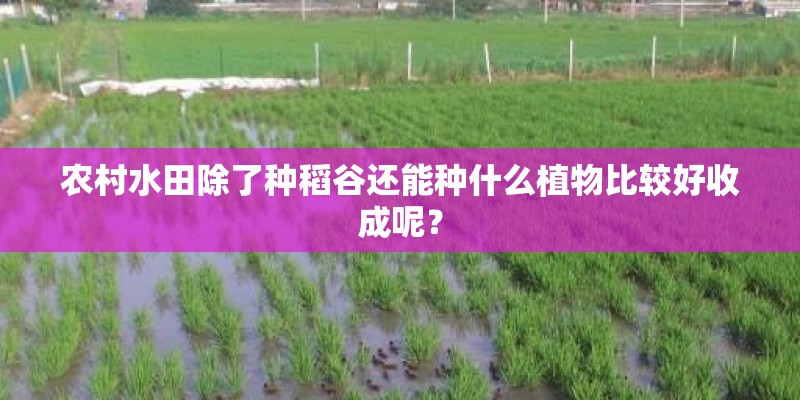 农村水田除了种稻谷还能种什么植物比较好收成呢？
