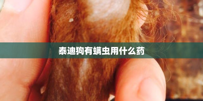 泰迪狗有螨虫用什么药