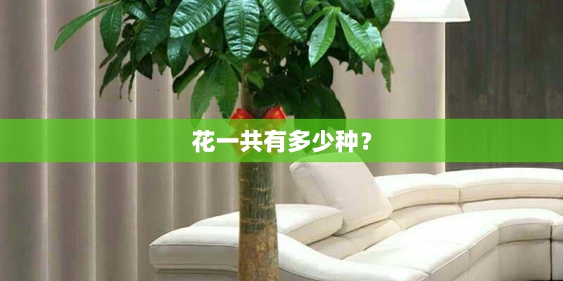 花一共有多少种？