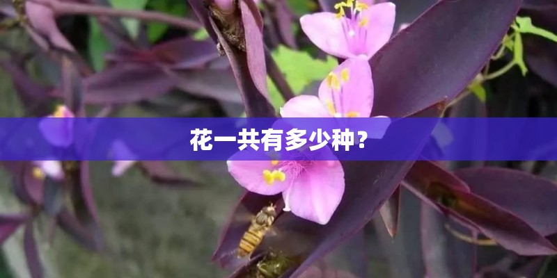 花一共有多少种？