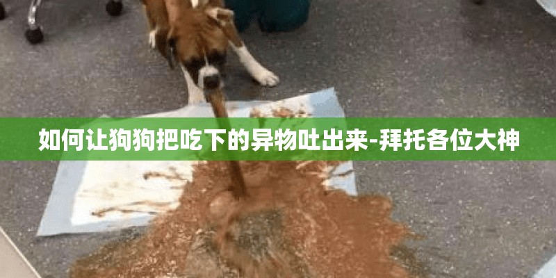 如何让狗狗把吃下的异物吐出来-拜托各位大神