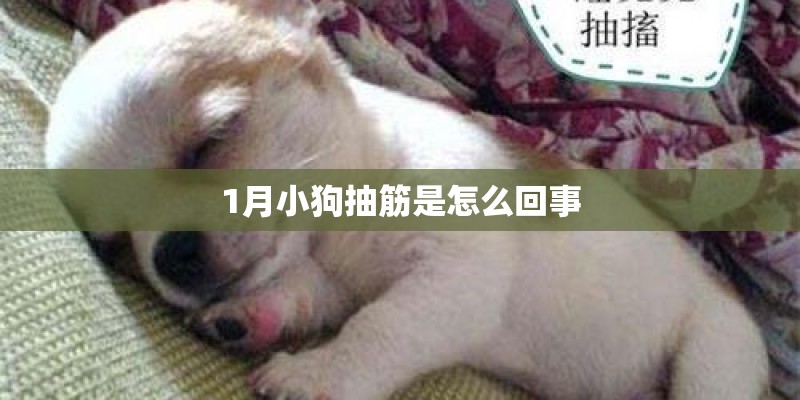 1月小狗抽筋是怎么回事 1月小狗抽筋是怎么回事