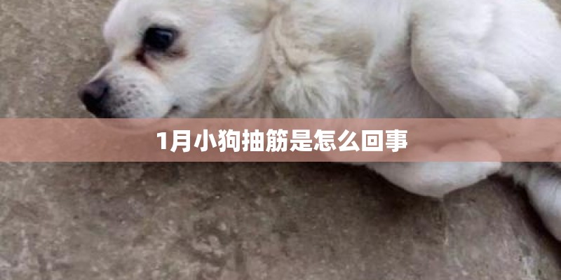 1月小狗抽筋是怎么回事 1月小狗抽筋是怎么回事