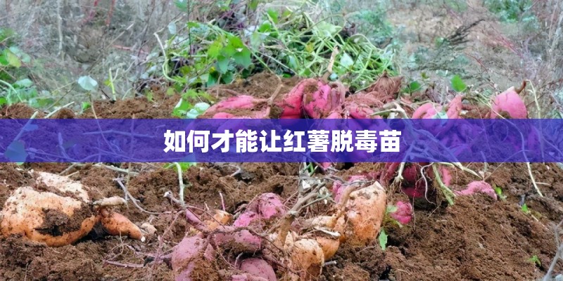 如何才能让红薯脱毒苗