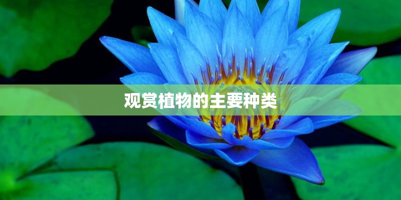 观赏植物的主要种类