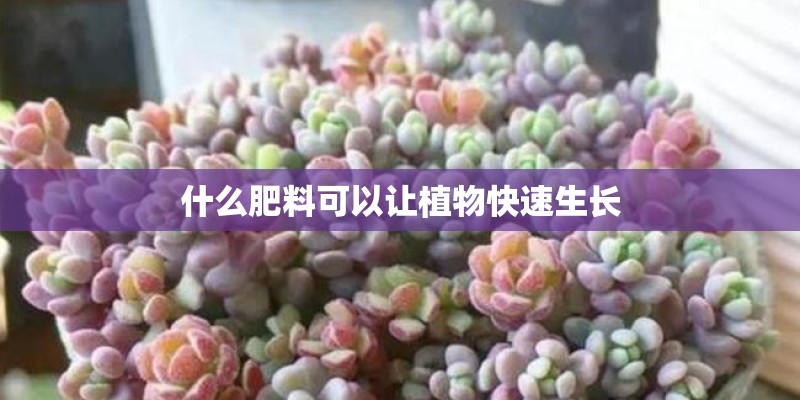 什么肥料可以让植物快速生长 什么肥料可以让植物快速生长