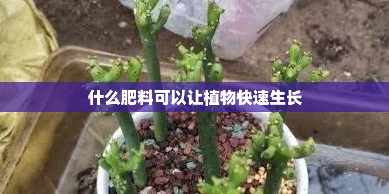 什么肥料可以让植物快速生长 什么肥料可以让植物快速生长