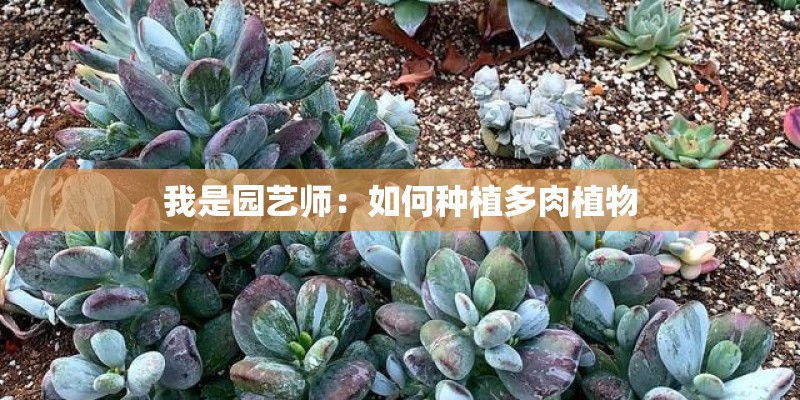 我是园艺师：如何种植多肉植物