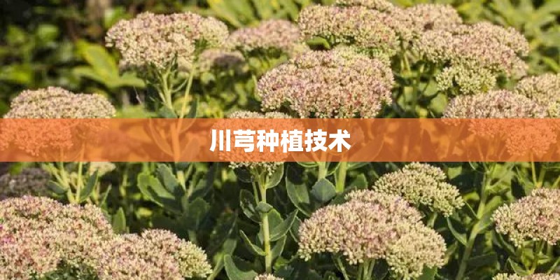 川芎种植技术