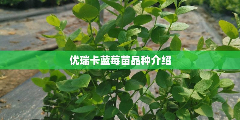 优瑞卡蓝莓苗品种介绍