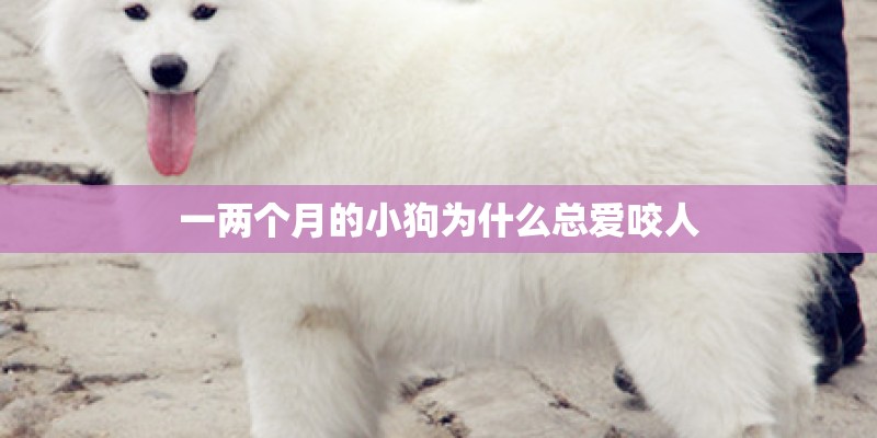 一两个月的小狗为什么总爱咬人