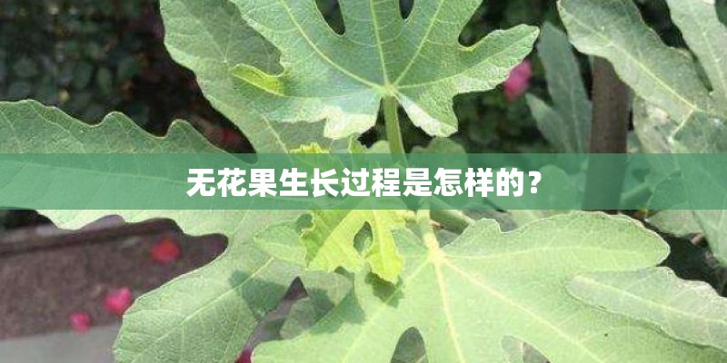 无花果生长过程是怎样的？