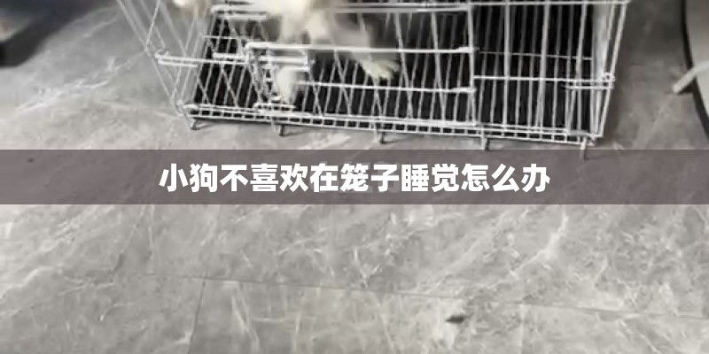 小狗不喜欢在笼子睡觉怎么办