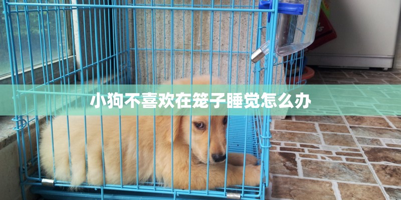 小狗不喜欢在笼子睡觉怎么办