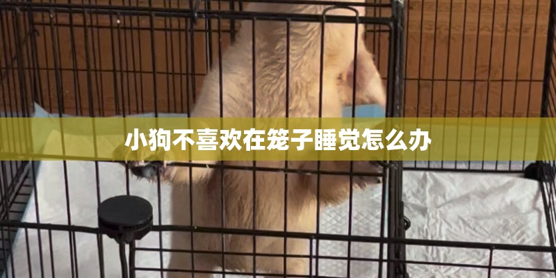 小狗不喜欢在笼子睡觉怎么办