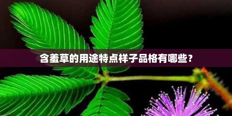 含羞草的用途特点样子品格有哪些？