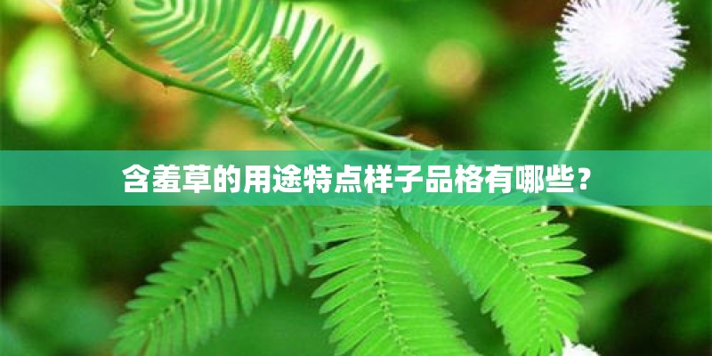 含羞草的用途特点样子品格有哪些? 含羞草的用途特点样子品格有哪些?