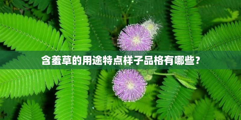 含羞草的用途特点样子品格有哪些? 含羞草的用途特点样子品格有哪些?