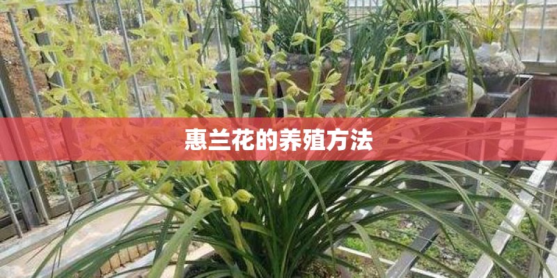 惠兰花的养殖方法
