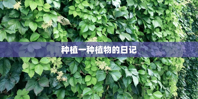 种植一种植物的日记