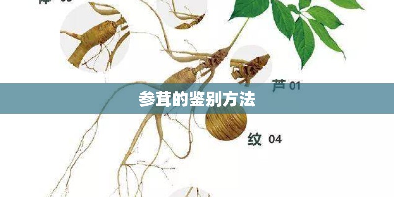 参茸的鉴别方法
