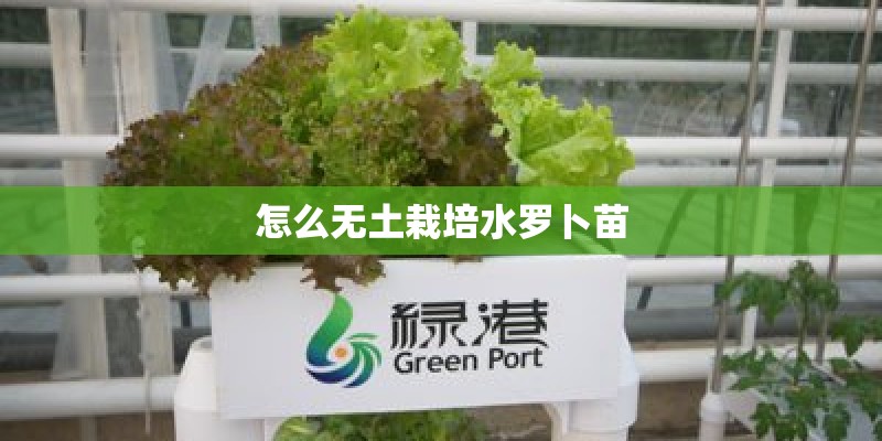 怎么无土栽培水罗卜苗