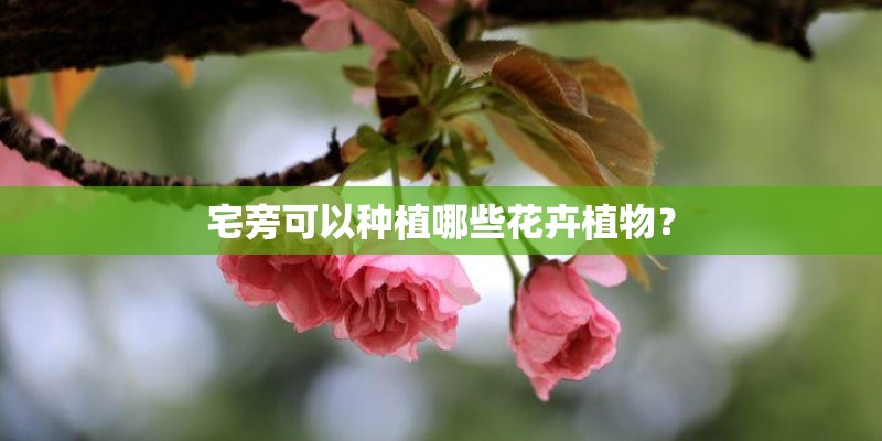 宅旁可以种植哪些花卉植物？
