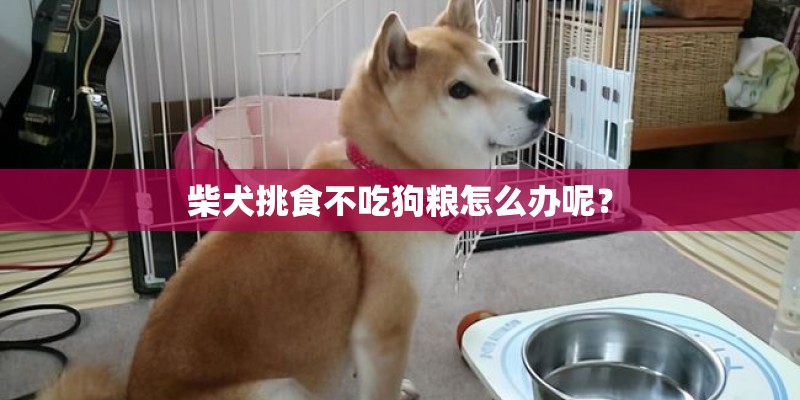 柴犬挑食不吃狗粮怎么办呢？
