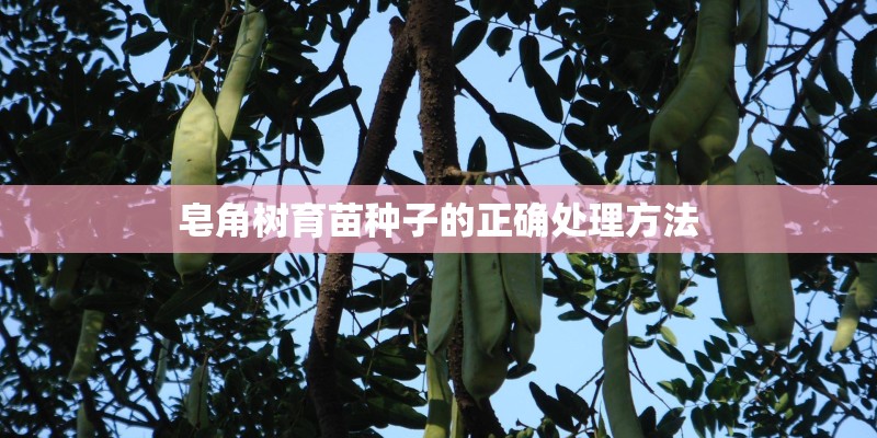 皂角树育苗种子的正确处理方法