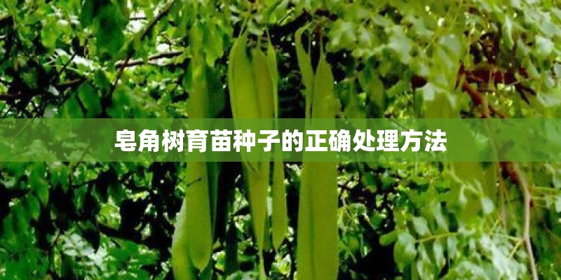 皂角树育苗种子的正确处理方法